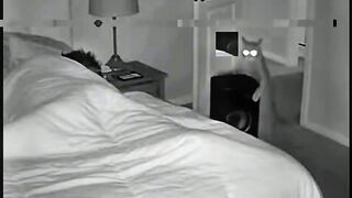 THE ANNOYING CAT 😂