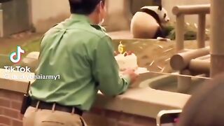 Cute Panda Kindness Video