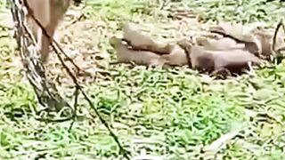 Baboon Sends Mongooses Flying Everywhere 🐒😲🔥