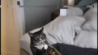 The ANNOYING CAT 5 😂