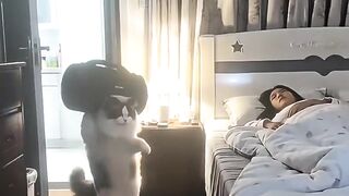 The ANNOYING CAT 8 😂
