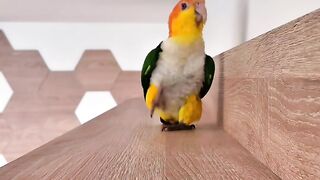 Smart birds