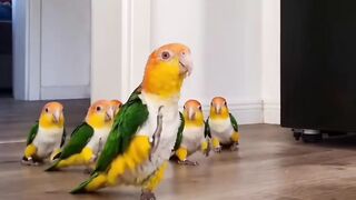 The whole bird family can do that😩
