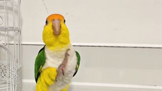 Dobby sometimes gets flashbacks to his time serving in WW1. He still can march like in the old days.