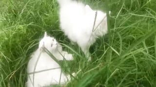 My lovely kittens playing with flowers 💐💐💐