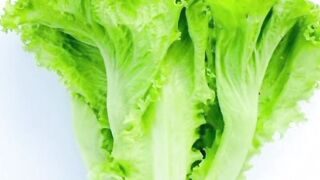 Selada. Lettuce. 生菜. 莴苣. 萵苣. レタス. Латук. Салат. Kopfsalat. Lechuga. Lattuga