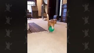 funny cat 136