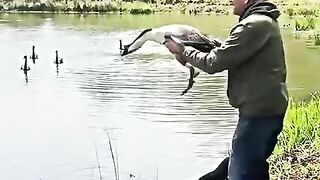 Unbelievable Smart Swan Came Back to Human Again