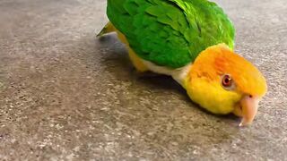 Dobby the white-bellied caique. Is he measuring the kitchen