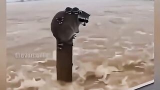 rakun ailesi viral videos 2026