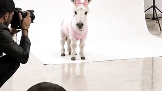 When the farm animals finally get their turn at a professional photo shoot and absolutely nail every single pose!