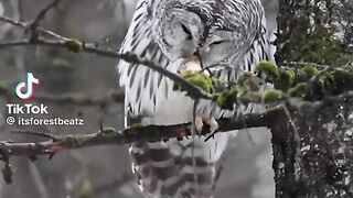 Beautiful Owl 2