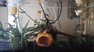 Aquascape 21