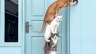 kucing nakal.mp4