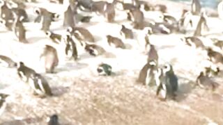 Cornish Sardines Return To Penguins’ Menu