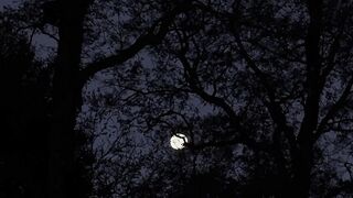 Lune et forêt