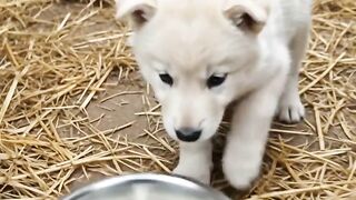 Protecting Her Baby ❤️🐺❤️ ‎#wildliferescue #animalrescue #rescuedwildlife #wolf #viralvideo #animallover