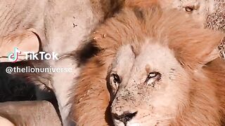 Lions in Love Male Lion King Mate another Lion King