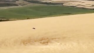 dust devil swirling through a field of grain: #AGoodPlace