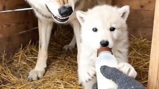 Cute wolf 2