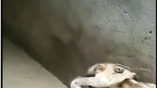 “Aisa Bhi Koi Karta Hai Kya? 😂🐱”