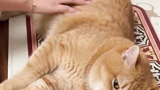 This Cat Is Loving the Gentle Massage
