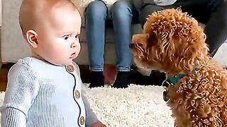 犬の声真似をする可愛い赤ちゃん👶🐶　#baby #dog #cute #funny #love #shorts #shortvideo #赤ちゃん #トイプードル#犬_2.mp4