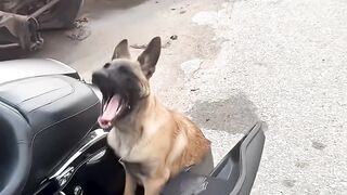 THIS MIGHT BE THE COOLEST PASSENGER EVER