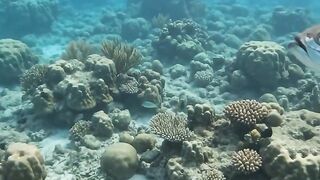 Fish follows the diver