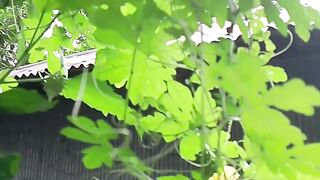 করলা গাছ