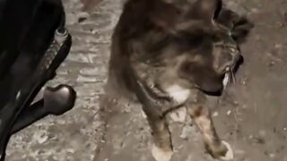 kucing 36