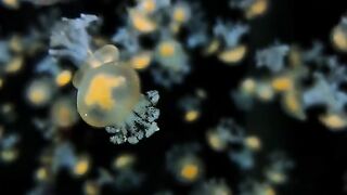 Baby Jellyfish Ephyra Floating in Aquarium Water with Orange Centers 4K Vertical