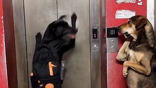 He doesn't know how to use elevator