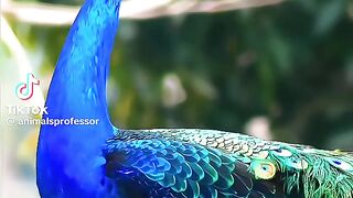 Real Birds Sounds