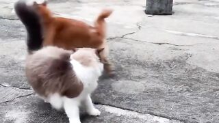 Funny animals part 15