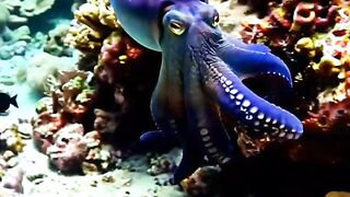 🦑 Amazing Cuttlefish: The Sea Animal That Can Disappear!