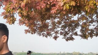 Colorful tree