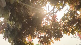 Colorful tree 2