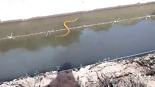 Snake in the Water! 🐍🌊 Amazing Wildlife Encounter