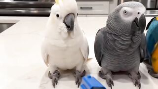 4 Parrots Get “PEW!” by a Toy Blaster 😂 | The Last Reaction Is HILARIOUS!