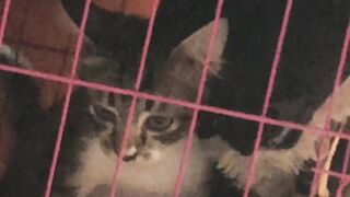 cat puppy
