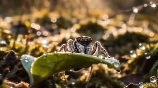 Peacock Spider 🕷️✨
