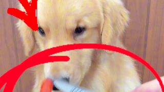 Dog Reacts to Sausages & Meat — Golden Retriever Loses It