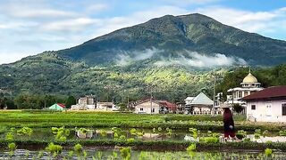 Planting season …! #WestSumatraTourism