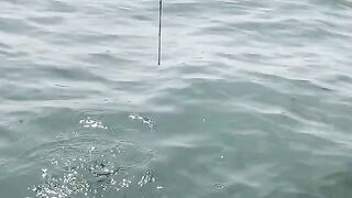 Hooked! Tight Lines in the Open Sea 🎣🌊