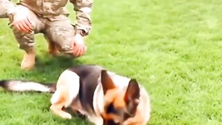 Dogs best friend..