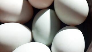 ডিম