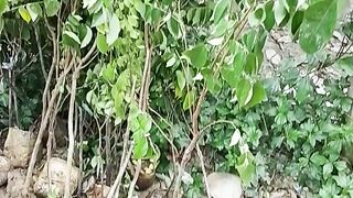 Sweet Carambola
