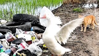 🥲 Duck rescue | animal rescue video