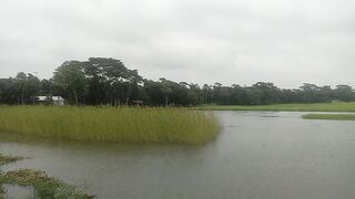 The timeless beauty of rural Bengal in the monsoon rain. 🌧️🌿